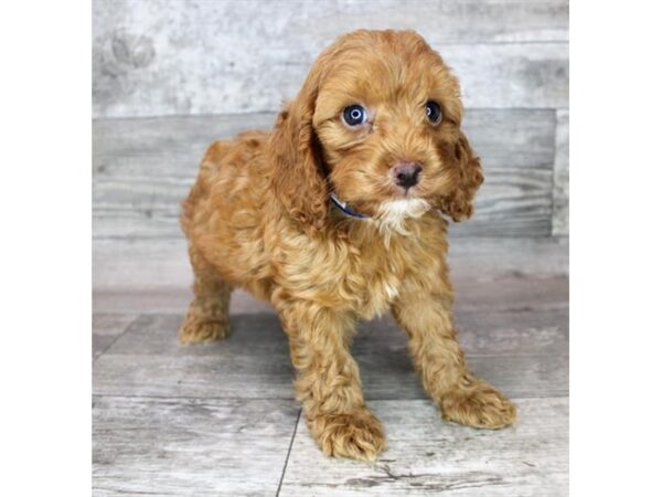 Cock A Poo DOG Male Red 12432 Petland Henderson, Nevada