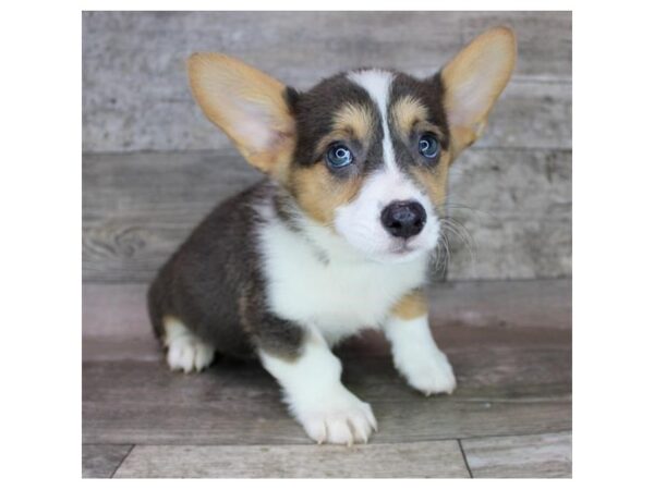 Pembroke Welsh Corgi DOG Male Blue White / Tan 12429 Petland Henderson, Nevada