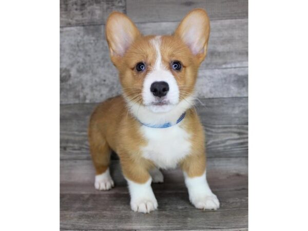 Pembroke Welsh Corgi DOG Female Sable / White 12430 Petland Henderson, Nevada