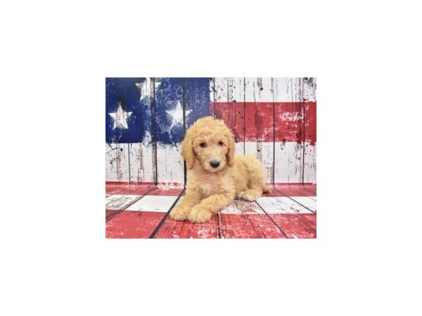 Standard Poodle-DOG-Male-Apricot-12443-Petland Henderson, Nevada