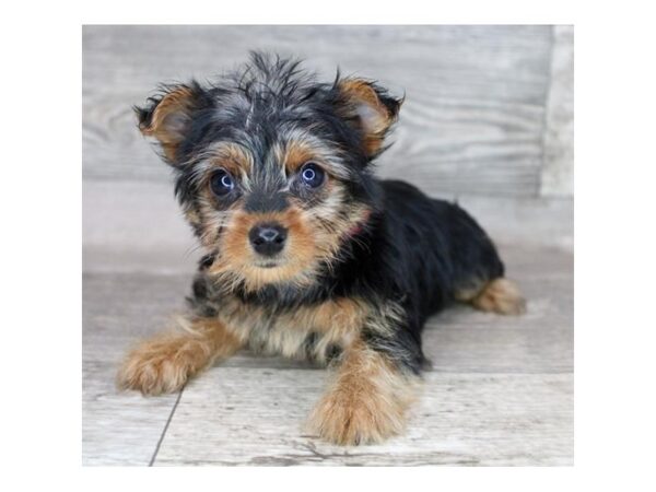 Yorkshire Terrier-DOG-Female-Black / Tan-12440-Petland Henderson, Nevada