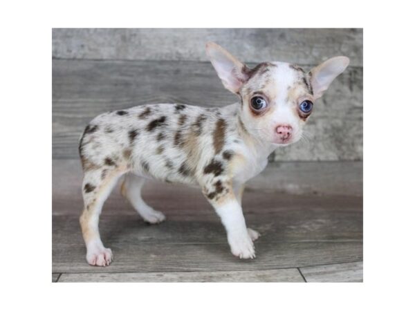 Chihuahua-DOG-Female-Chocolate / Tan-12441-Petland Henderson, Nevada