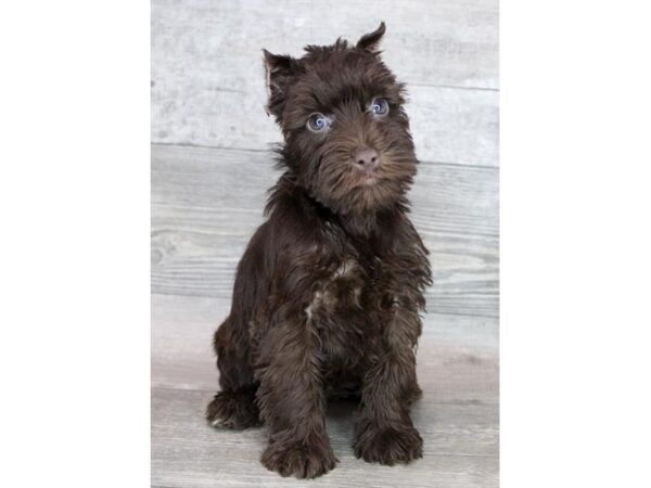 Miniature Schnauzer-DOG-Female-Brown-12438-Petland Henderson, Nevada