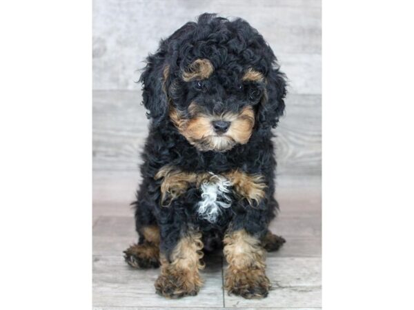 Poodle DOG Male Black / Tan 12439 Petland Henderson, Nevada