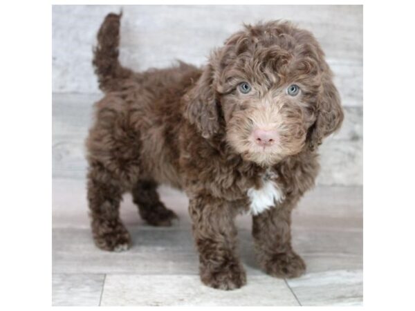 Goldendoodle Mini 2nd Gen-DOG-Female-Chocolate-12442-Petland Henderson, Nevada