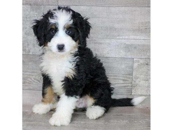 Bernedoodle Mini-DOG-Male-Black White / Tan-12444-Petland Henderson, Nevada