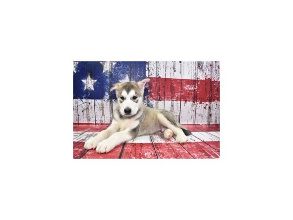 Alaskan Malamute-DOG-Male-Sable and White-12450-Petland Henderson, Nevada