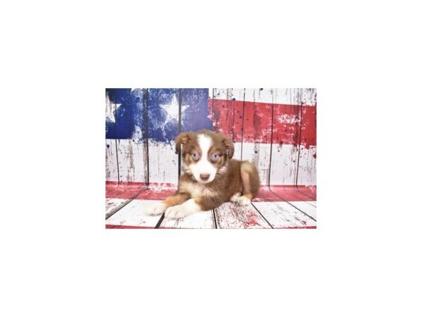 Miniature American Shepherd-DOG-Female-Red-12452-Petland Henderson, Nevada