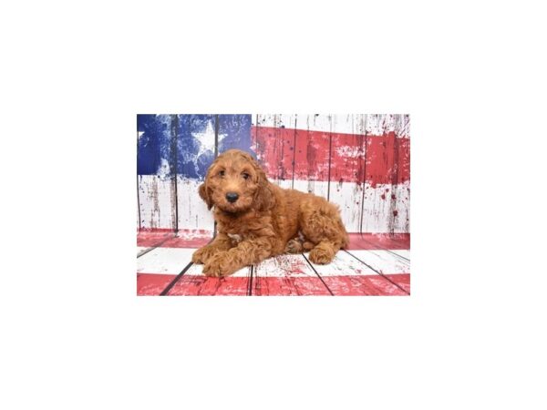 IrishDoodle-DOG-Male-Red-12449-Petland Henderson, Nevada