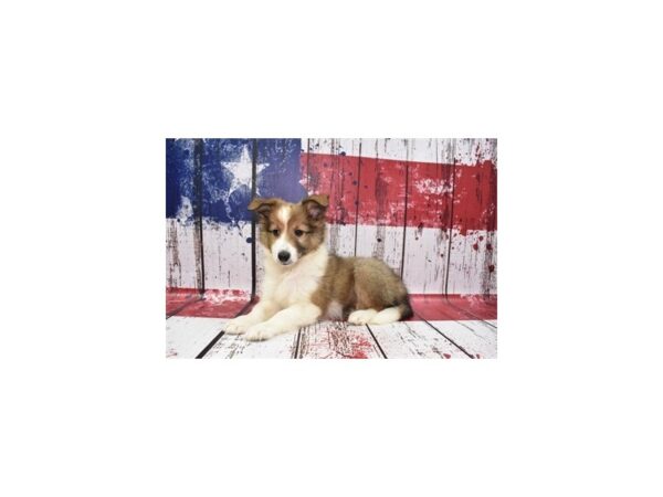 Shetland Sheepdog DOG Female Sable and White 12451 Petland Henderson, Nevada