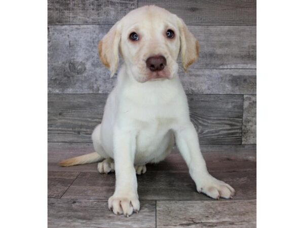 Labrador Retriever DOG Male Yellow 12447 Petland Henderson, Nevada