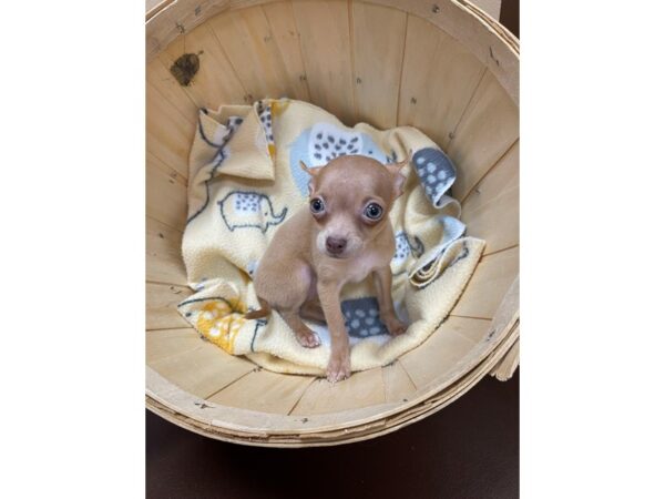 Chihuahua-DOG-Female-Fawn-12445-Petland Henderson, Nevada