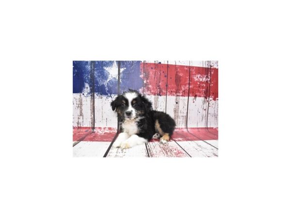 Toy Australian Shepherd DOG Female Black Brown and White 12459 Petland Henderson, Nevada