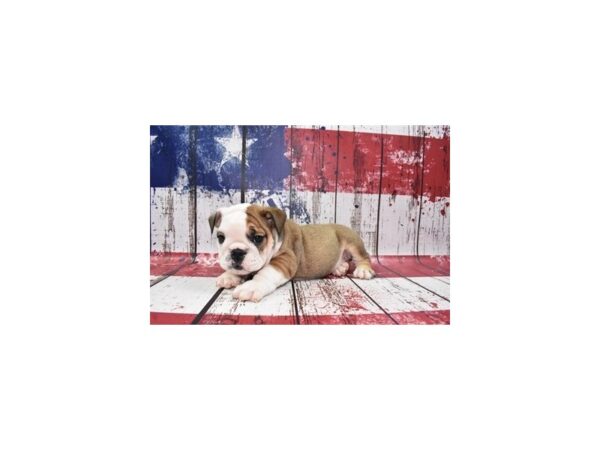 English Bulldog-DOG-Female-Red and White-12462-Petland Henderson, Nevada