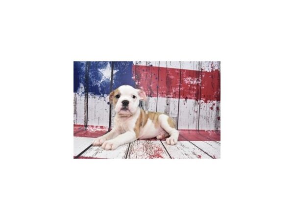 Old English Bulldog-DOG-Female-Red and White-12458-Petland Henderson, Nevada