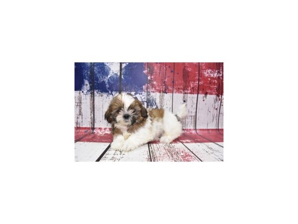 Shih Tzu DOG Male Red and White 12460 Petland Henderson, Nevada