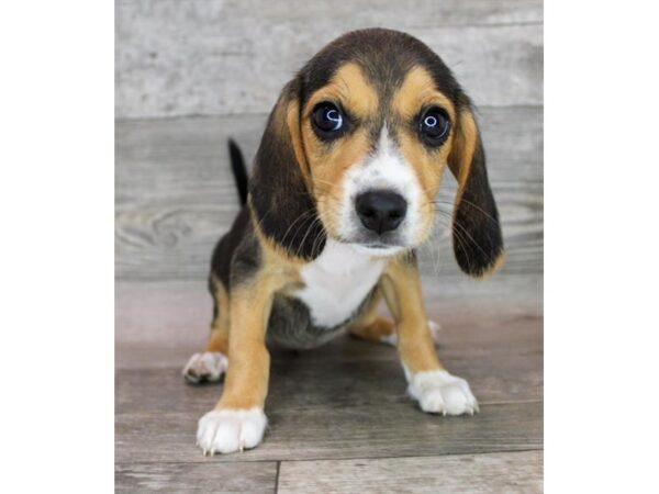 Beagle DOG Female Black White / Tan 12454 Petland Henderson, Nevada