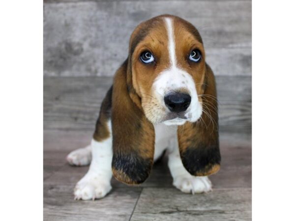 Basset Hound DOG Female Black White / Tan 12453 Petland Henderson, Nevada