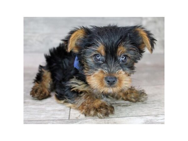 Yorkshire Terrier DOG Male Black / Tan 12456 Petland Henderson, Nevada