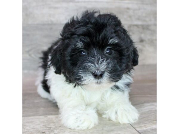 Havanese DOG Female Black / White 12455 Petland Henderson, Nevada