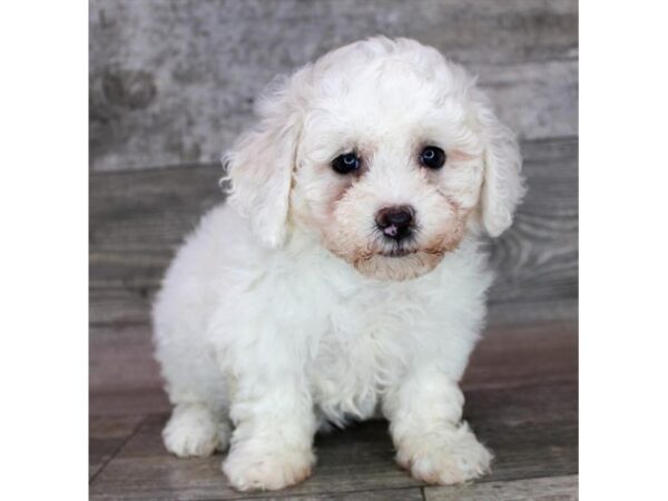 Havachon-DOG-Female-White-12457-Petland Henderson, Nevada