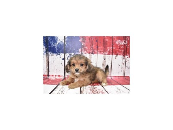 Lhasa Poo DOG Female Golden 12476 Petland Henderson, Nevada