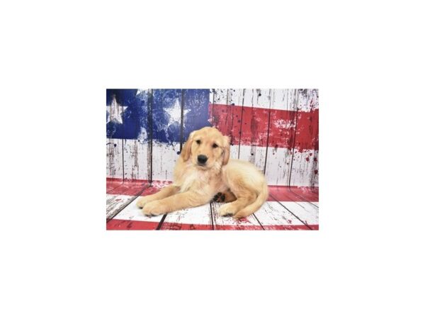 Golden Retriever DOG Female Golden 12465 Petland Henderson, Nevada