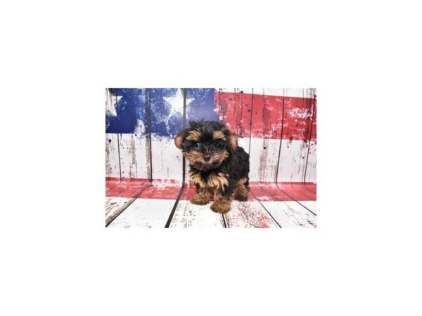 Yorkshire Terrier DOG Female Black and Tan 12472 Petland Henderson, Nevada