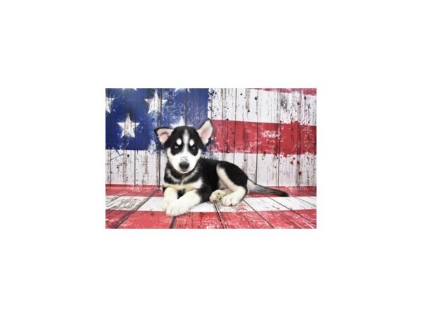 Siberian Husky DOG Male Black and White 12471 Petland Henderson, Nevada