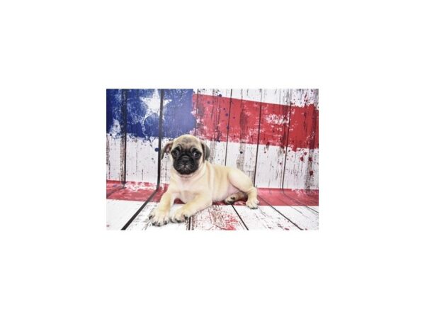 Pug DOG Male Fawn 12469 Petland Henderson, Nevada