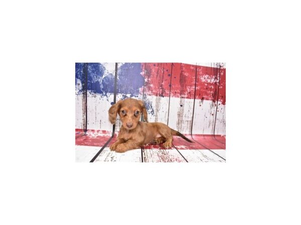 Dachshund DOG Female Chocolate Dapple 12463 Petland Henderson, Nevada