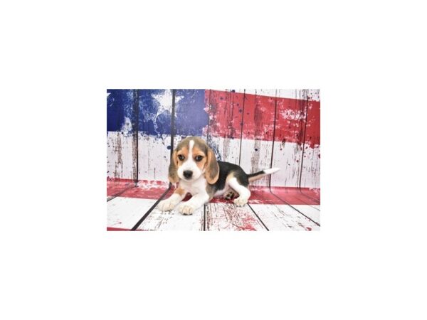 Beagle Dog Female Black White and Tan 12474 Petland Henderson, Nevada