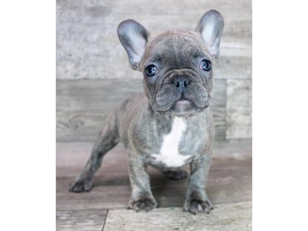 French Bulldog DOG Female Blue Brindle 12478 Petland Henderson, Nevada