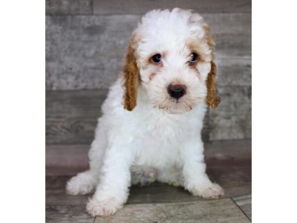 Cock A Poo DOG Male Apricot 12488 Petland Henderson, Nevada