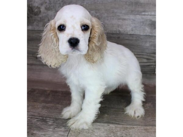 Cocker Spaniel DOG Female Buff / White 12477 Petland Henderson, Nevada