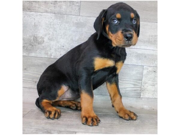 Rottweiler-DOG-Female-Black / Rust-12482-Petland Henderson, Nevada