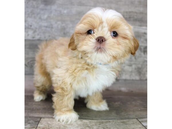 Shih Tzu DOG Male Apricot 12484 Petland Henderson, Nevada