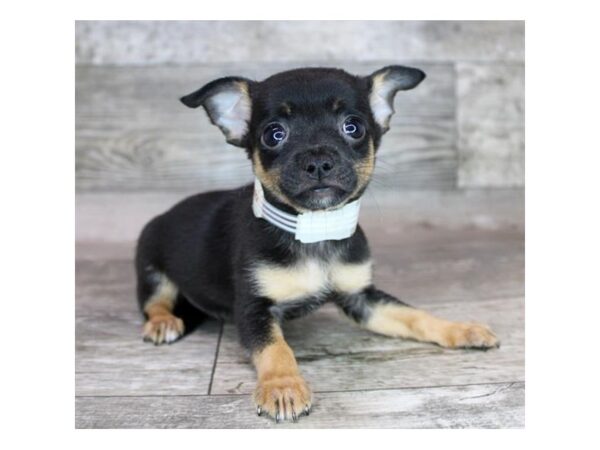 Chihuahua-DOG-Female-Black / Tan-12486-Petland Henderson, Nevada