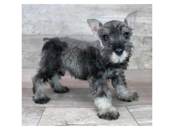 Miniature Schnauzer-DOG-Female-Salt / Pepper-12480-Petland Henderson, Nevada