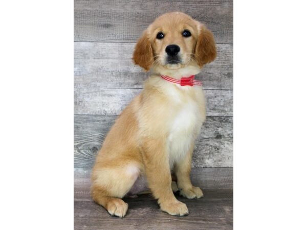 Golden Retriever DOG Female Golden 12479 Petland Henderson, Nevada