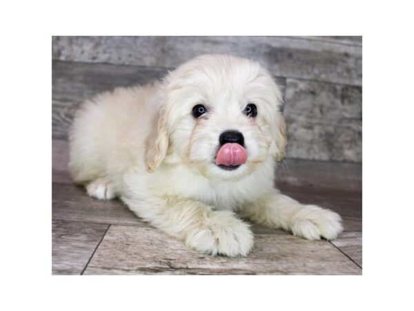 Poodle/American Eskimo-DOG-Male-Apricot-12487-Petland Henderson, Nevada