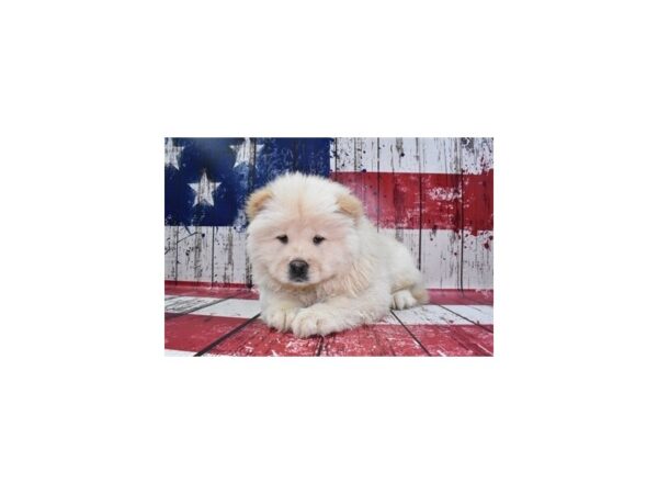 Chow Chow-DOG-Female-Cream-12501-Petland Henderson, Nevada