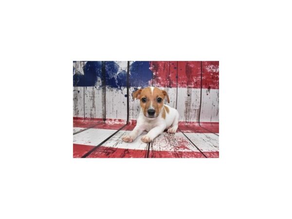 Jack Russell Terrier DOG Male Brown and White 12498 Petland Henderson, Nevada