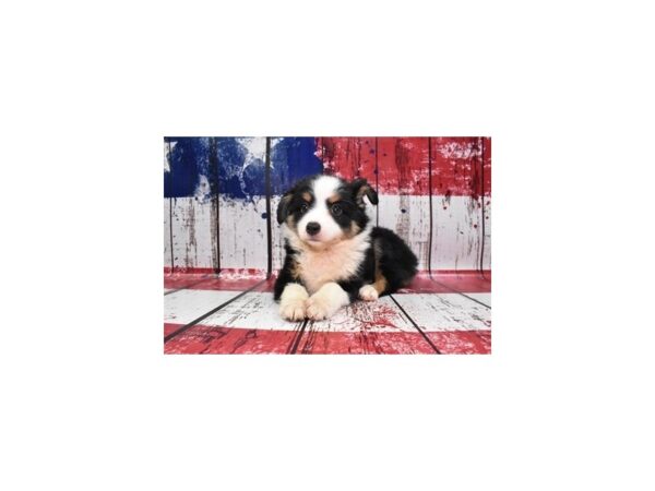 Miniature Australian Shepherd DOG Female Black White and Brown 12499 Petland Henderson, Nevada