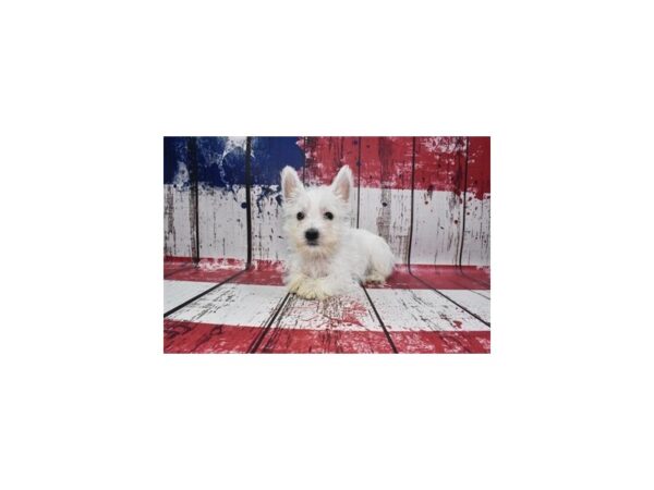 West Highland White Terrier DOG Male White 12496 Petland Henderson, Nevada