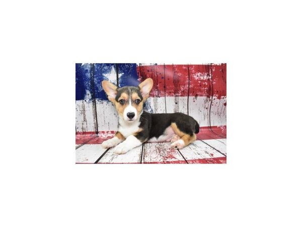 Pembroke Welsh Corgi-DOG-Male-Black and Tan-12494-Petland Henderson, Nevada