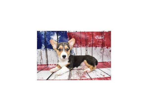 Pembroke Welsh Corgi DOG Male Black and Tan 12494 Petland Henderson, Nevada