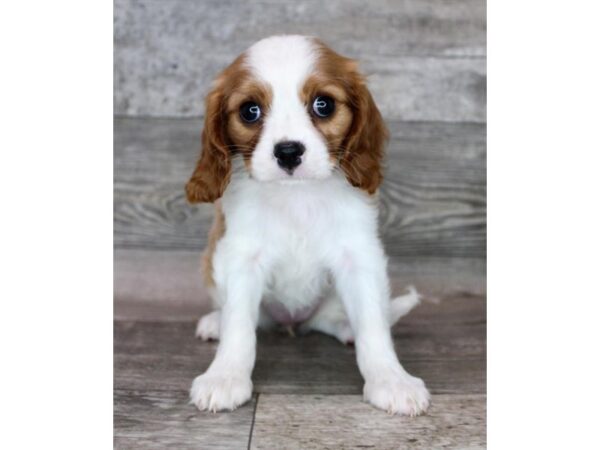 Cavalier King Charles Spaniel-DOG-Female-Blenheim-12489-Petland Henderson, Nevada