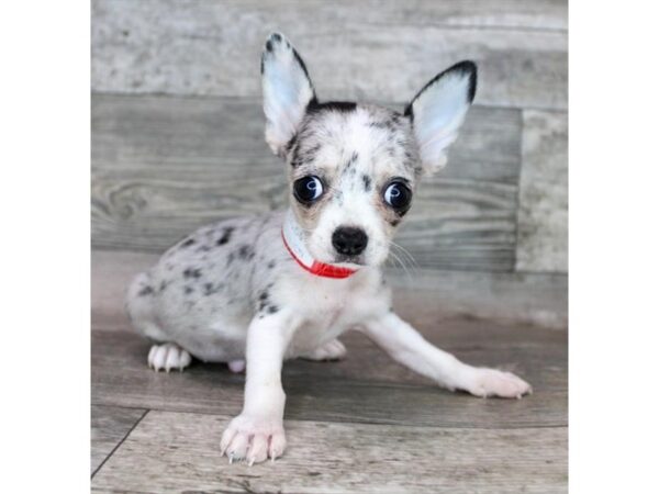 Chihuahua DOG Female Blue Merle 12490 Petland Henderson, Nevada