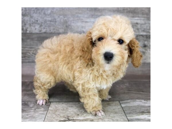 Poodle DOG Male Apricot 12492 Petland Henderson, Nevada